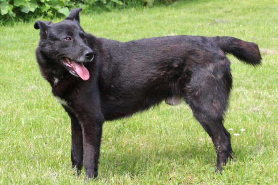 Mehr als fünf Jahre im Tierheim: Gibt es für Mischling Chester noch ein Happy End?