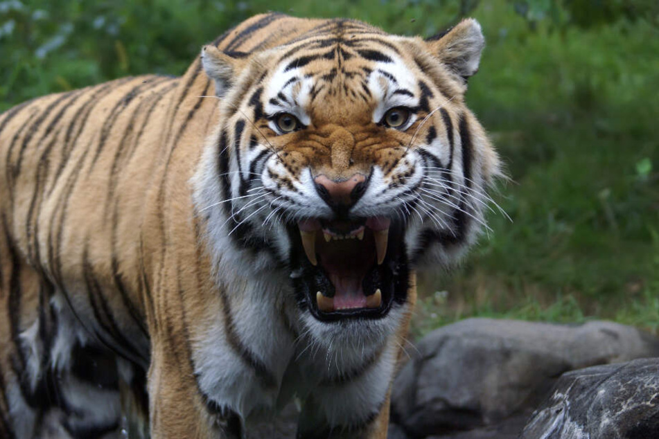 Auf der indonesischen Insel Sumatra hat ein Tiger einen 50-jährigen Mann angegriffen und getötet. (Symbolbild)