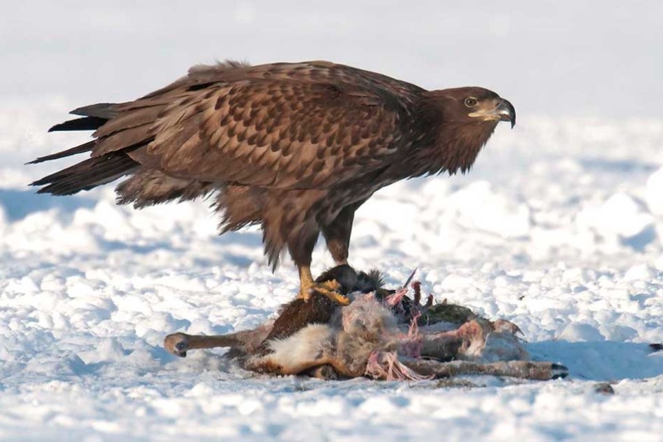 Seeadler fressen auch Aas. Dieses Prachtexemplar konnte der Fotograf beim Fressen eines Rehes ablichten.