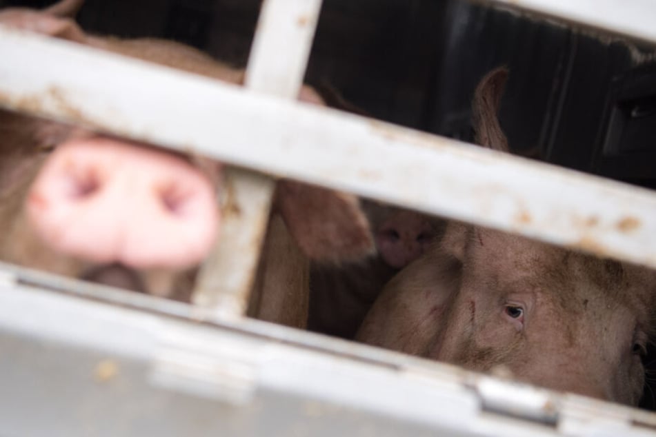 Schweine in einem Lastwagen: Lange Tiertransporte aus Bayern in Nicht-EU-Staaten werden in Zukunft verboten. (Archivbild)