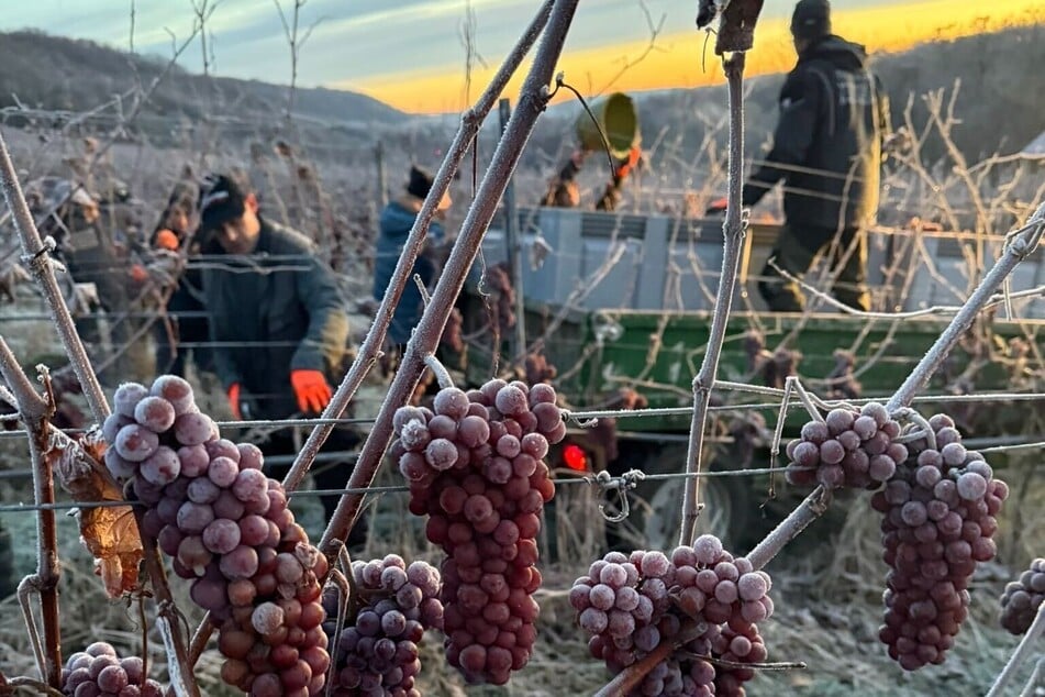 Die Eisweinlese ist geglückt. (Symbolfoto)