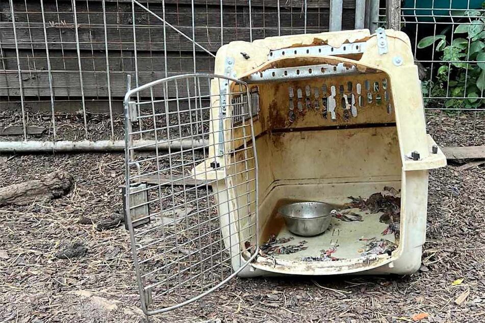 Die Hunde sollen unter anderem dauerhaft in Transportboxen gelebt haben.