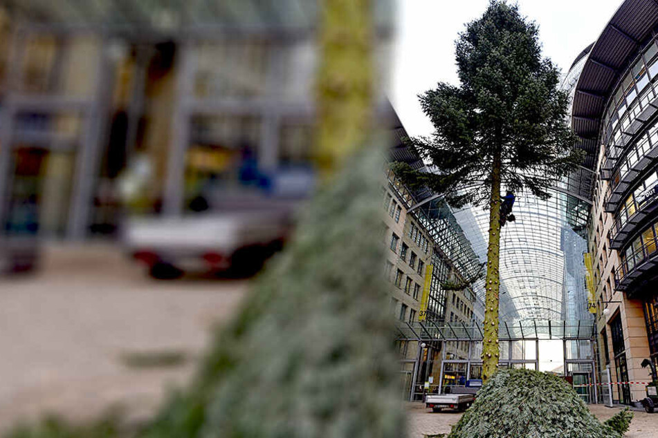 23,5 Meter hoch ist die WTC-Tanne.
