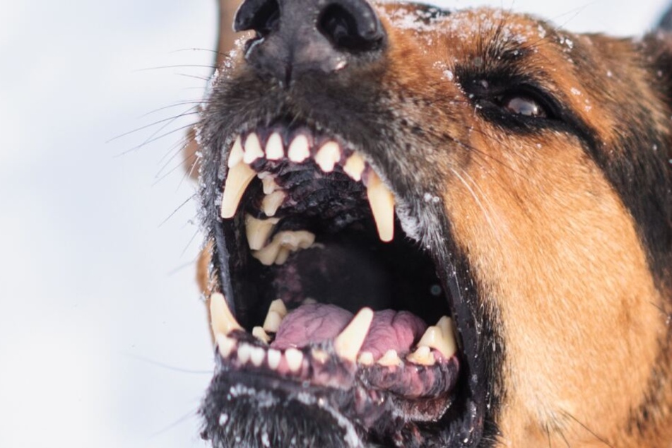 Schock auf Schulweg Hund beißt Kind (9) ins Gesicht! TAG24