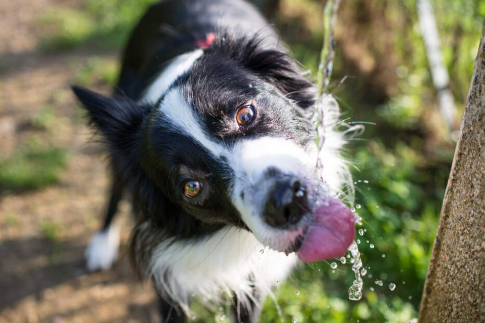 Für Hunde hilft nur kaltes Wasser als Erfrischung.