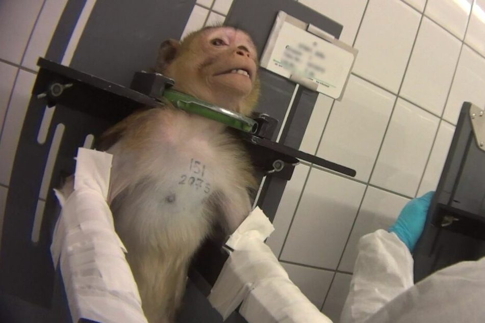 Mit schmerzverzerrtem Gesicht wird ein Affe für einen Versuch fixiert.