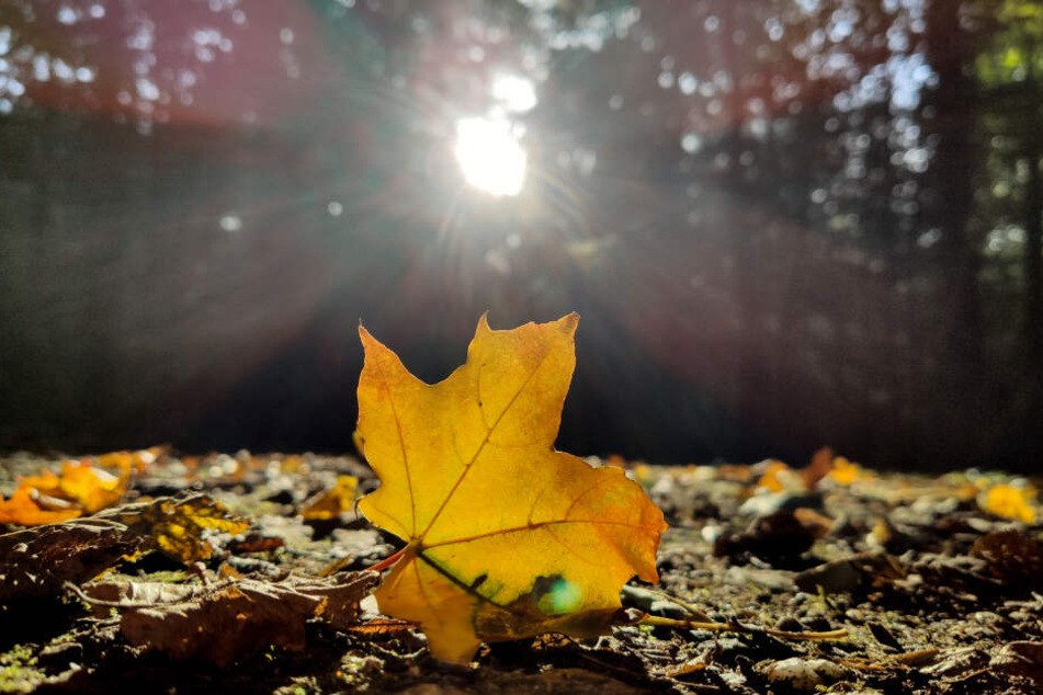 Der goldene Herbst hat am Montag wohl vorerst seinen letzten Auftritt.