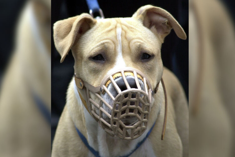 Ein American Staffordshire Terrier mit Maulkorb wird an der Leine gehalten. (Symbolbild)