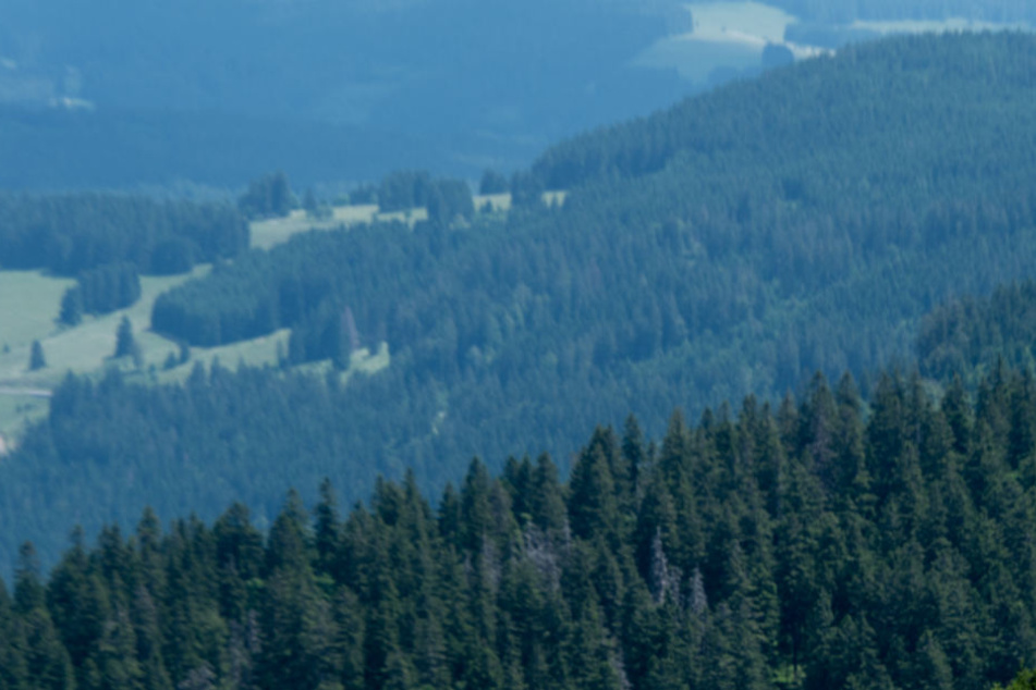 Die Schüler verlaufen sich bei Wanderung im Schwarzwald: Doch ein SOS-Signal rettet sie. (Symbolbild)