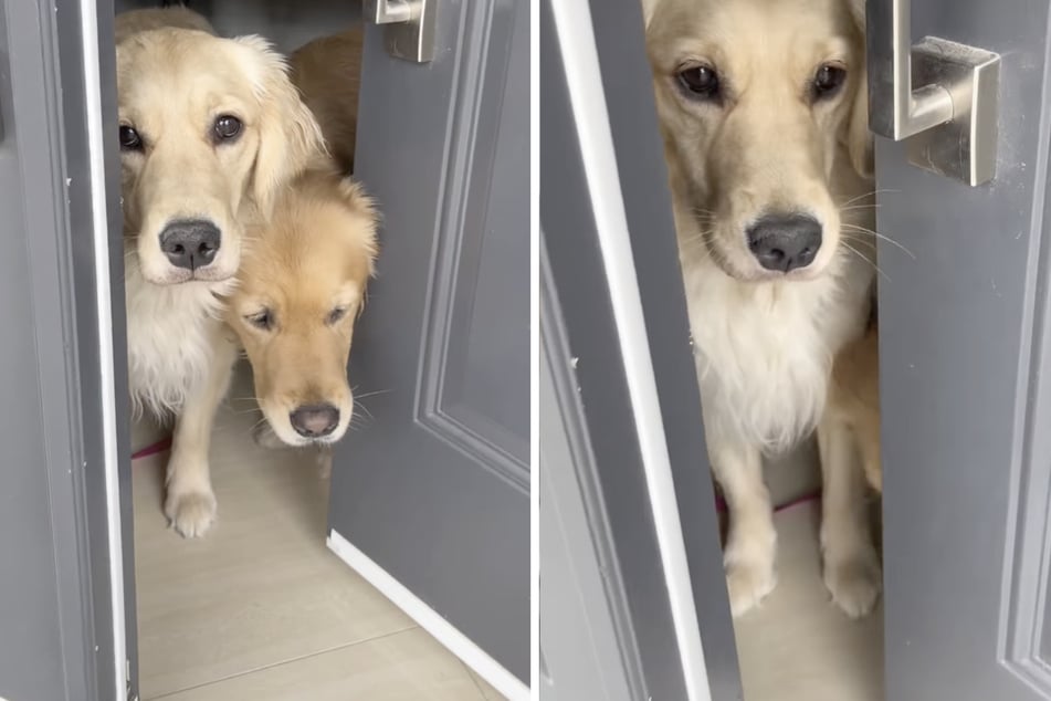 Als sich die Besitzerin der beiden Hündinnen Daisy und Maple von ihnen verabschiedete, ahnte sie noch nicht, was sich anschließend im Haus abspielen sollte.