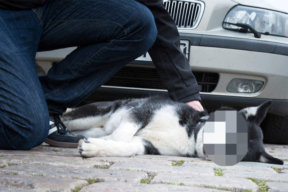 Nachdem zwei Hunde über die B182 bei Elsnig im Norden von Sachsen rannten, wurde einer der beiden von einem Auto erfasst und starb. (Symbolbild)