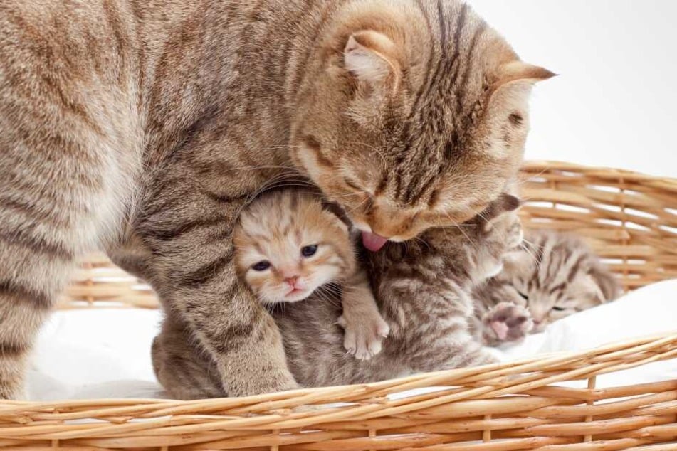 Die werdende Katzenmutter sucht sich selbst den besten Platz für die Geburt.