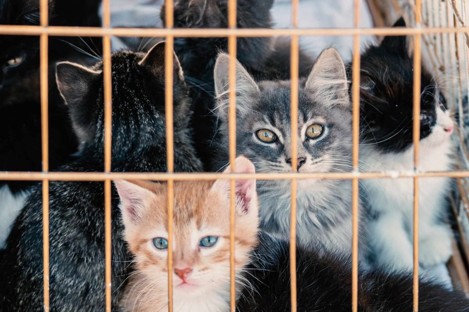 Lebensmittel-Skandal! 1000 Katzen sollten geschlachtet und als Lammspieße serviert werden