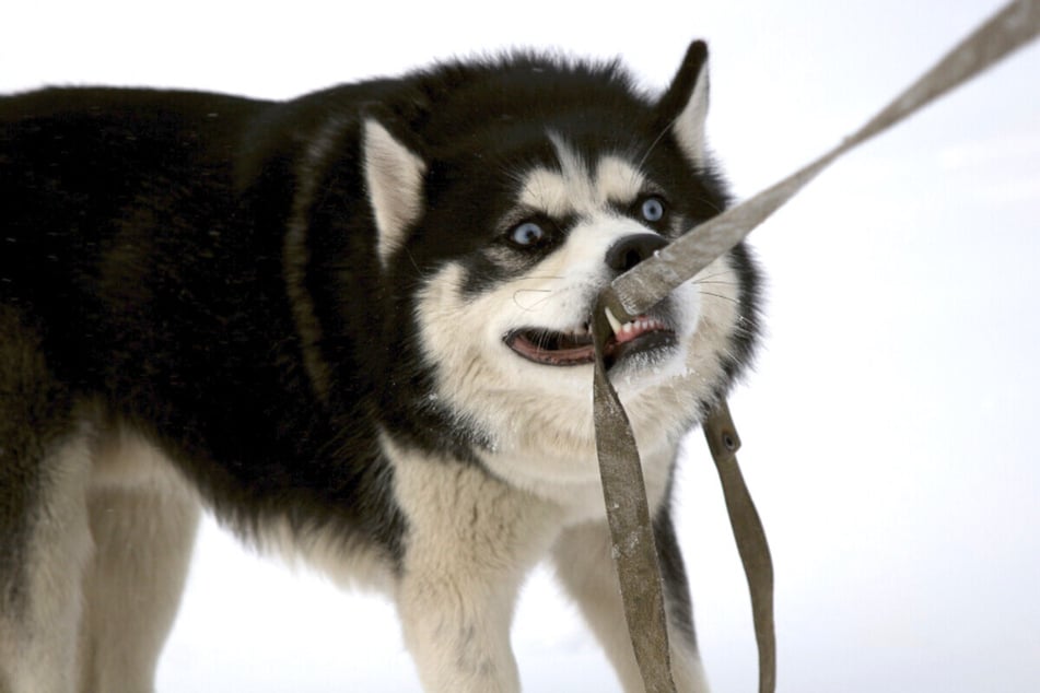 Dog wont clearance stop biting leash