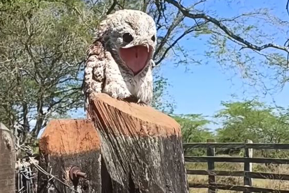 A woman spotted what she thought to be a piece of wood but it turned out to be a rare great potoo.