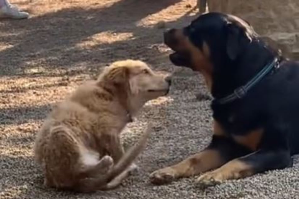 Diese beiden Hunde scheinen Welten zu trennen.