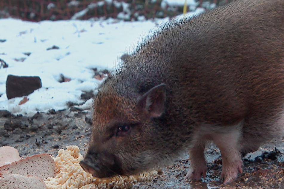 Das Tierheim Lessing betreut derzeit auch elf Minischweine, die ebenfalls ein neues Zuhause suchen.