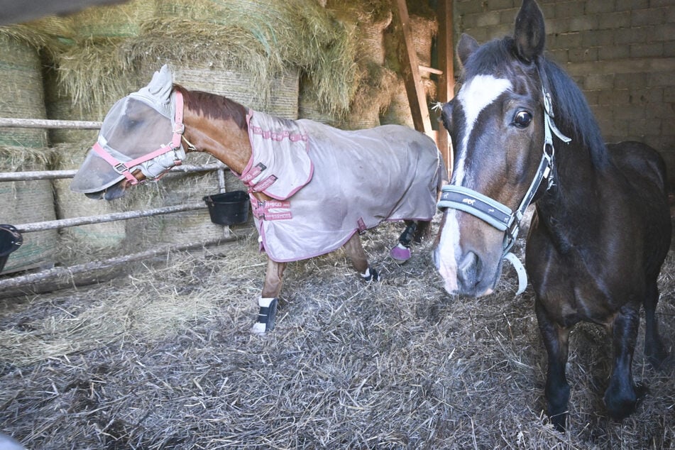 Letzte Station Gnadenhof: Hier dürfen Tiere alt werden