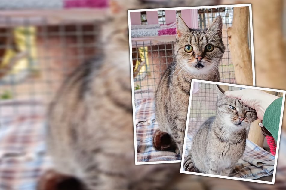 Große Augen, großes Herz: Als Hinterbliebene wagt Katzen-Omi Maja einen Neustart
