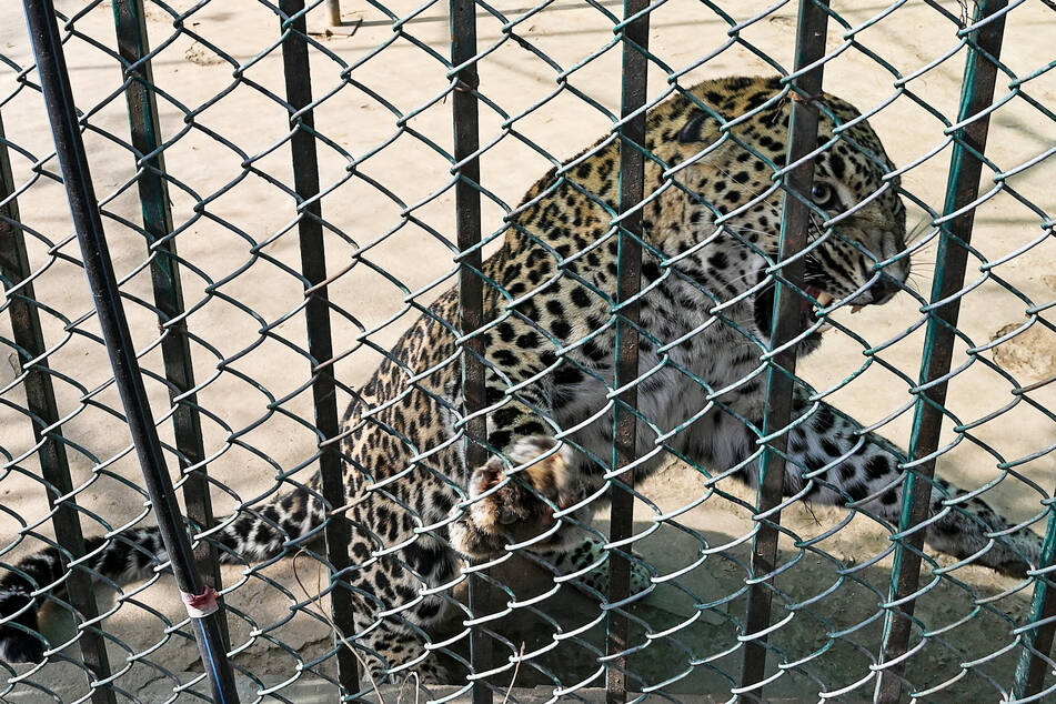 Der Leopard kam in einem ehemaligen Zoo unter. Der Tierpark wurde 2020 aufgrund gravierender Mängel und Qualhaltung geschlossen. Jetzt leben dort exotische Tiere, die bei Privatpersonen beschlagnahmt wurden.