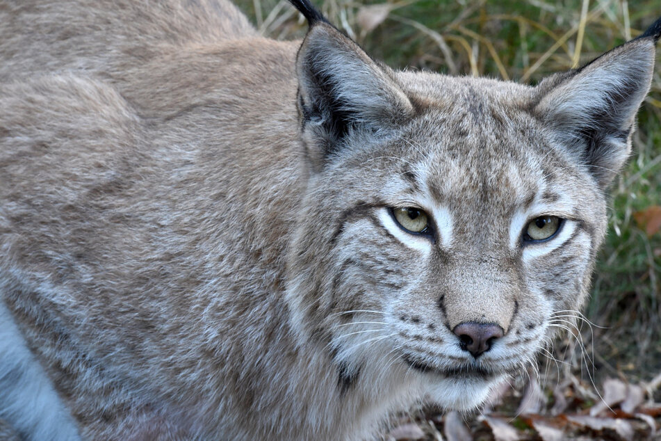 Sachsens Umweltschützer luchsen auf den Luchs