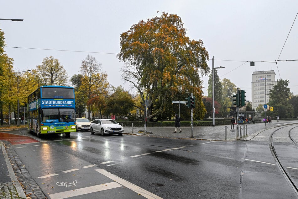Seit 151 Jahren am Albertplatz: Diese Blutbuche muss gefällt werden.