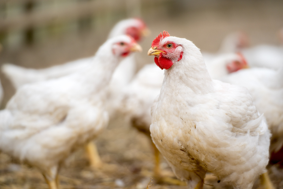 Huhn kann konventionell, aber auch mit Schokolade zubereitet werden.