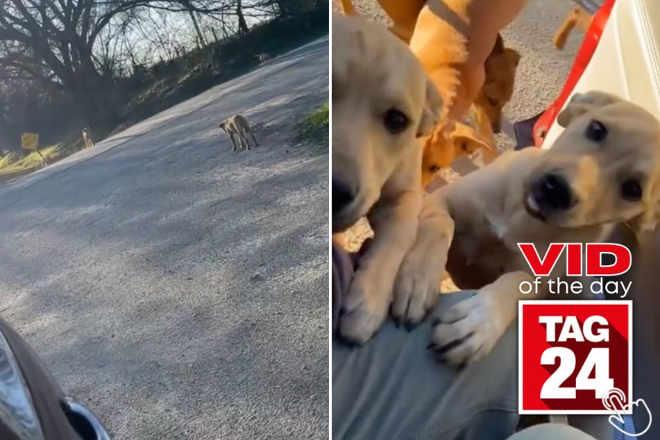 Today's Viral Video of the Day features a girl who was left in shock after a bunch of abandoned puppies came running toward her car!