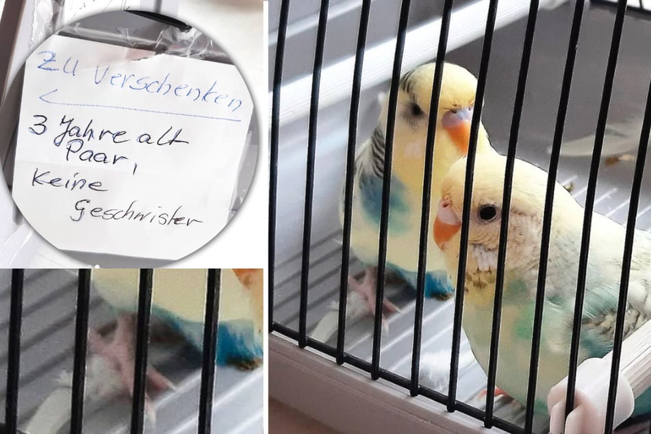 Incompréhensible : un couple d'oiseaux jeté comme une paire de chaussures usées sur une décharge