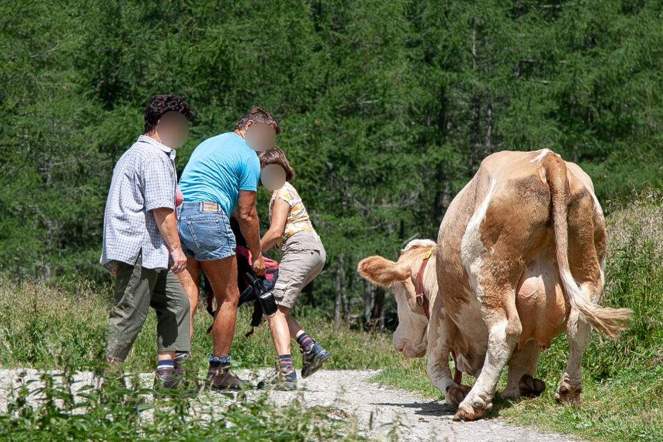 Deutsche Landwirte warnen eindringlich davor, Kühe zu erschrecken. (Symbolbild)