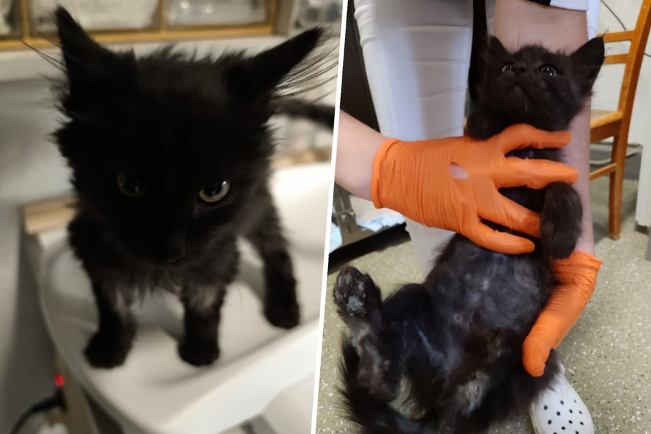 In diesem Zustand war Besen vor fast einem Jahr zu den Tierschützern der "Babyklappe" gekommen.