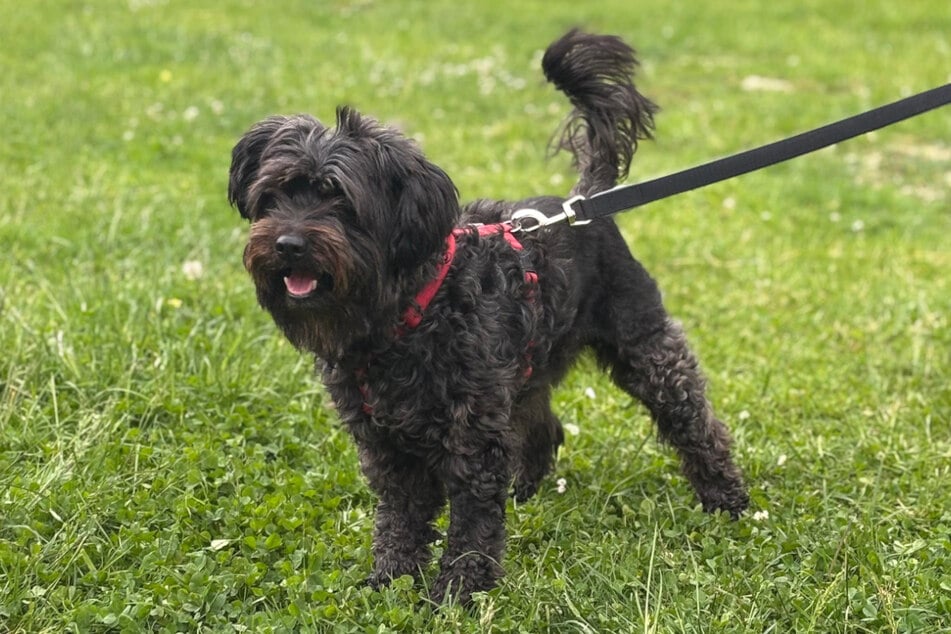 Zwergschnauzer Lili hofft auf Halter, die Erfahrung im Umgang mit Hunden haben.