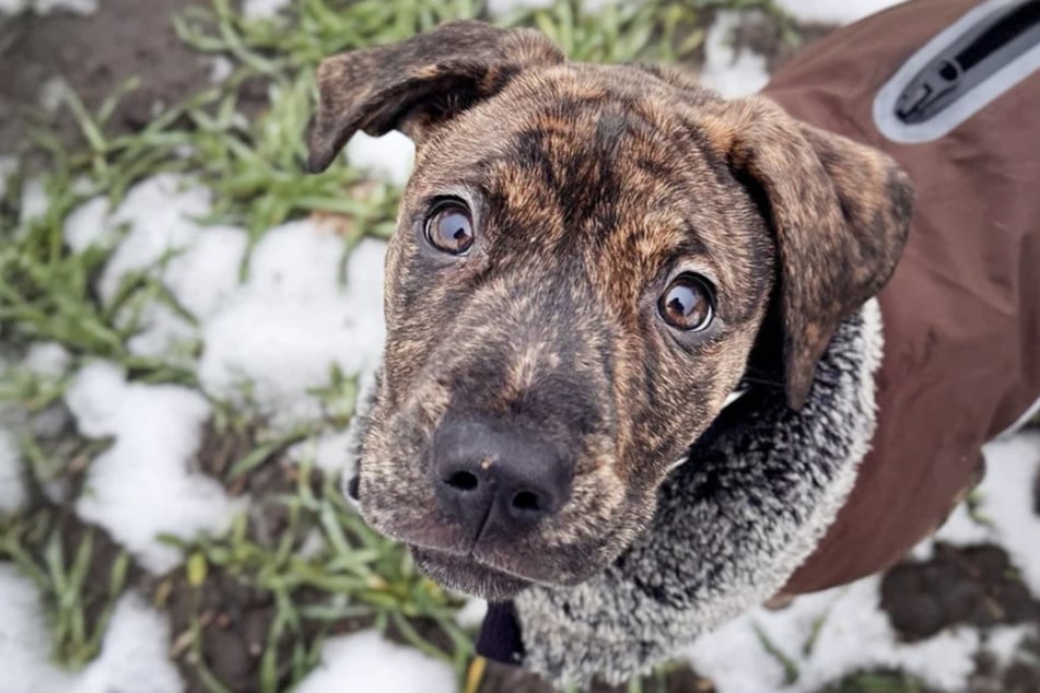 Wer könnte bei diesem Blick widerstehen? Labrador-Mix Alonso (fünf Monate) aus dem Berliner Tierheim.