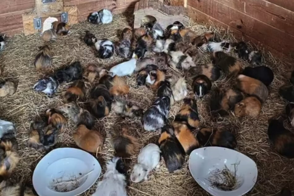 114 Meerschweinchen wurden nahe der Ostsee aus einer Animal Hoarding gerettet.