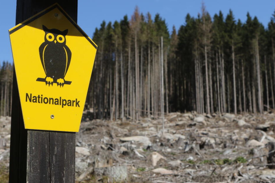 In den trockenen Wäldern im Nationalpark Harz herrscht derzeit Waldbrandstufe 3.