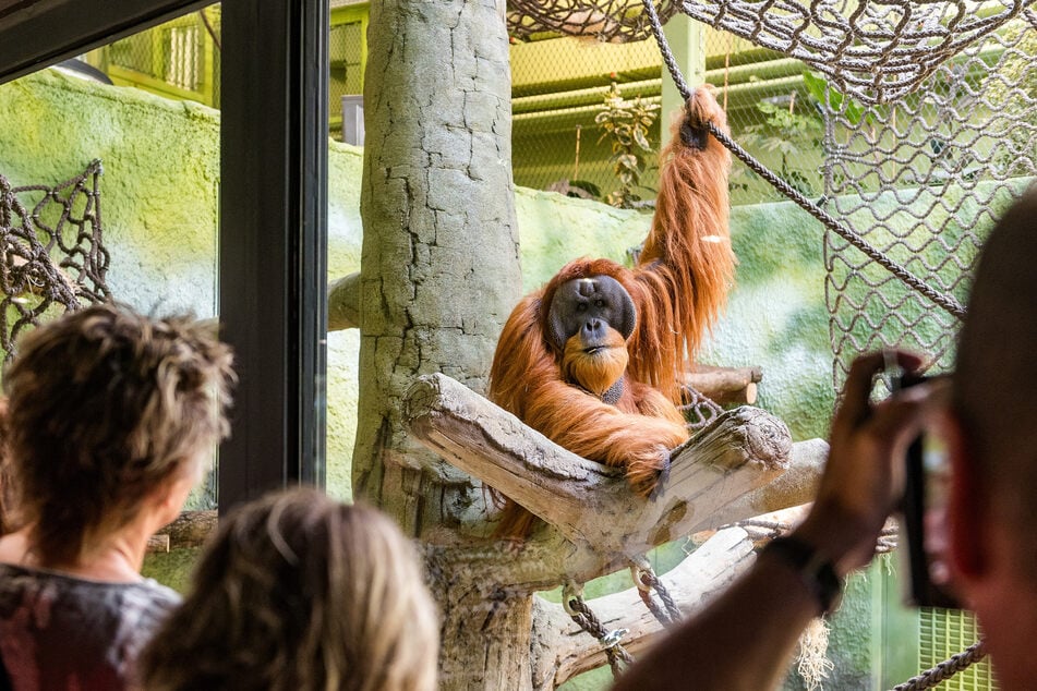 Hoffnungen als Besuchermagnet enttäuscht: Das Orang-Utan-Haus kostete 22 Millionen Euro.
