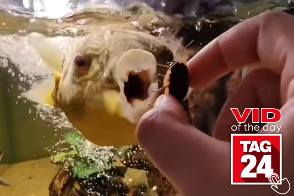 Today's Viral Video of the Day features an enthusiastic puffer fish named Barry who loves snack time!
