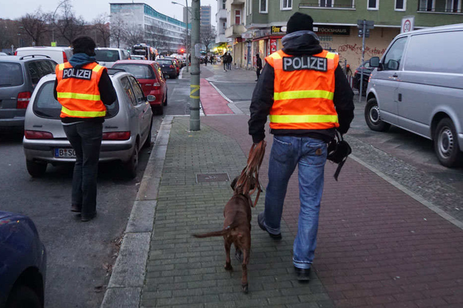 Ein Spürhund versucht eine Fährte aufzunehmen.