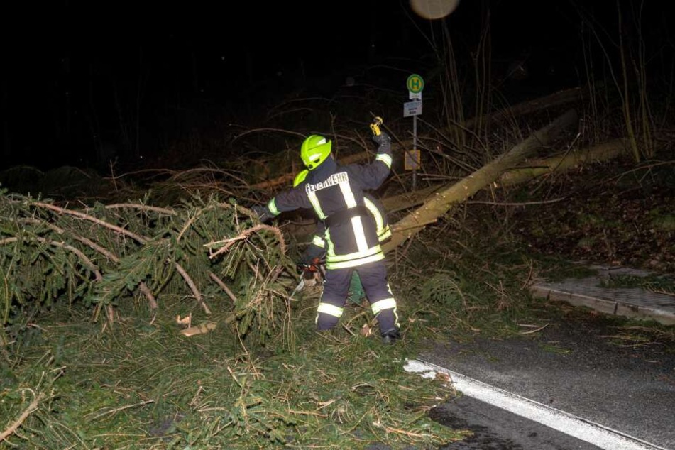 Ein großer Baum blockiert die B98 zwischen Burkau und Rammenau.