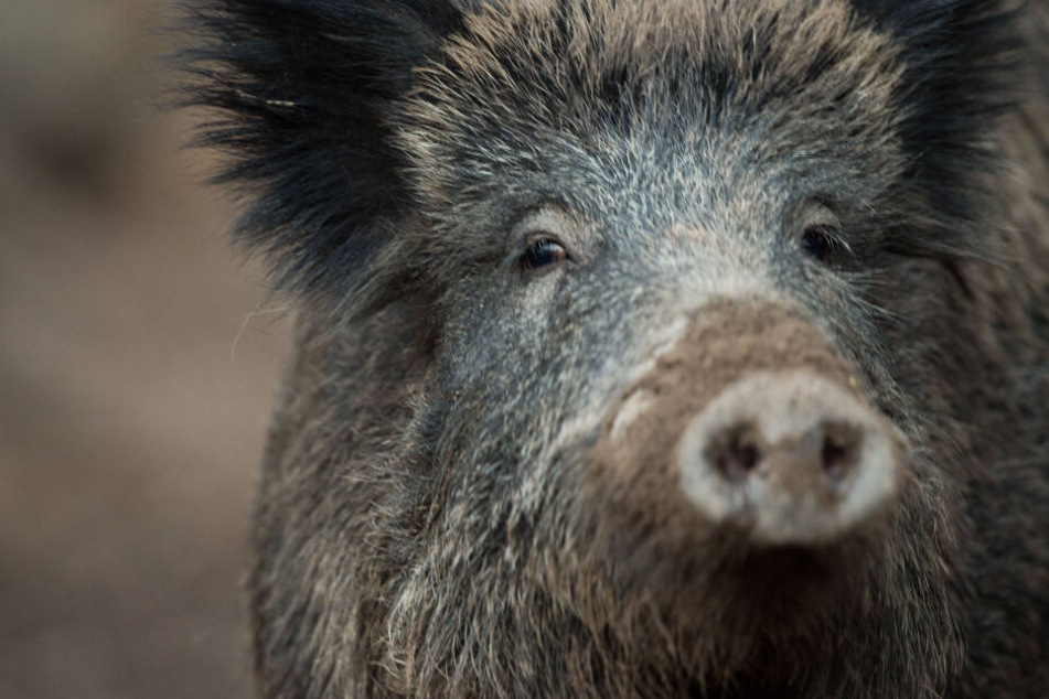 Tote Wildschweine können das Virus in sich tragen.