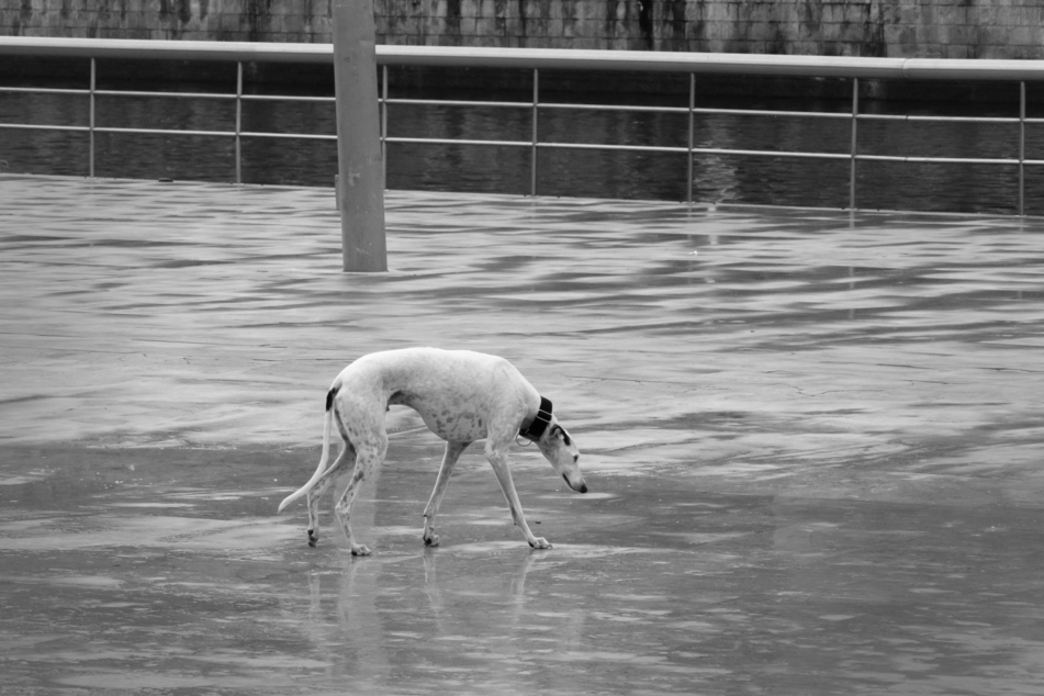 The lurcher was terrified when he was found.