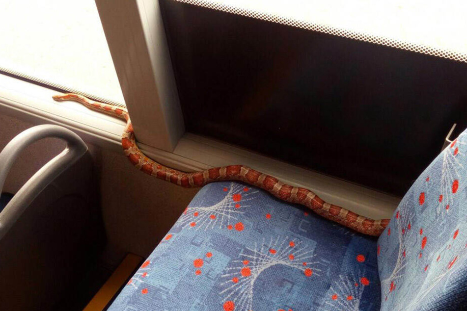 Kommt ziemlich selten vor: Eine Schlange im Bus.