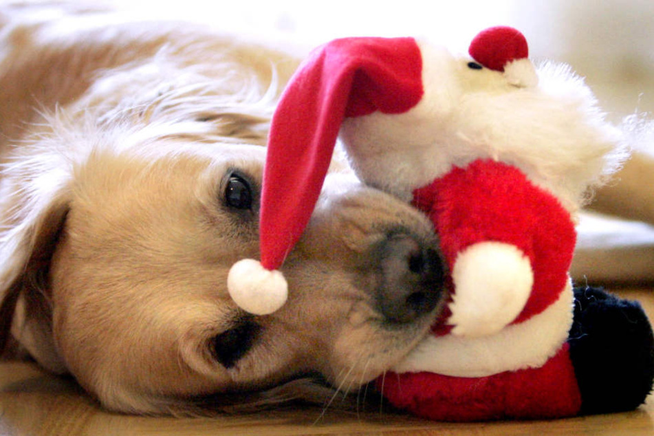 Natürlich haben auch Hunde ein Recht auf Weihnachten und entsprechende Geschenke.