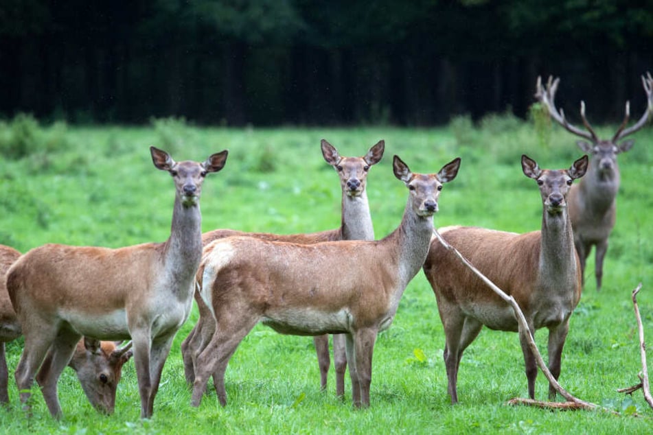 Die Tiere sind dadurch auch anfälliger für Krankheiten (Symbolfoto).