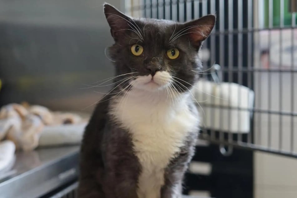 Kater Herzibert aus dem Hamburger Tierheim ist auf der Suche nach einem liebevollen Zuhause.