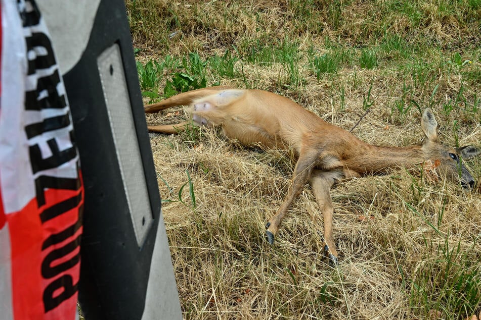 Durch die Zeitumstellung steigt das morgendliche Risiko eines Wildunfalls bei der Fahrt zur Arbeit. (Archivbild)