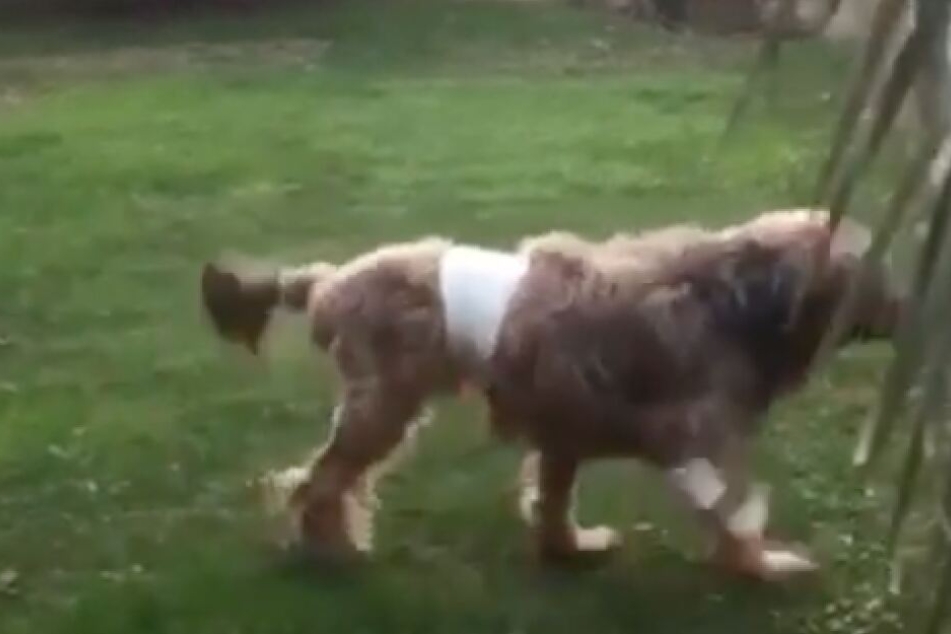 Geiss-Hund Dex erkundet die Welt auf drei Beinen.