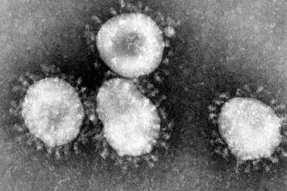 Dieses undatierte Handout des amerikanischen Centers for Disease Control (CDC) zeigt einen Coronavirus unter dem Mikroskop.