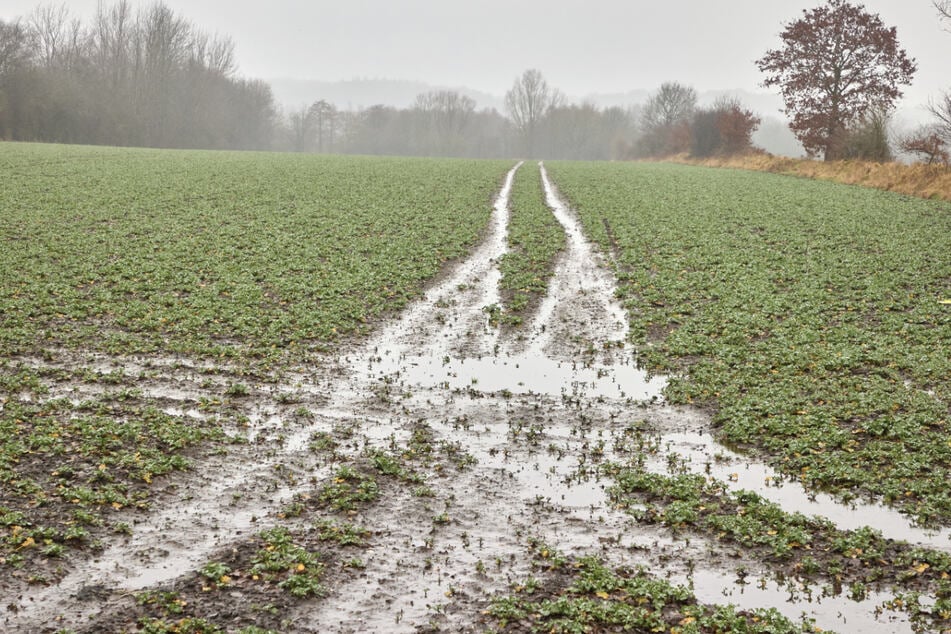 Monate voller Regen stellen Bauern vor Riesen-Problem