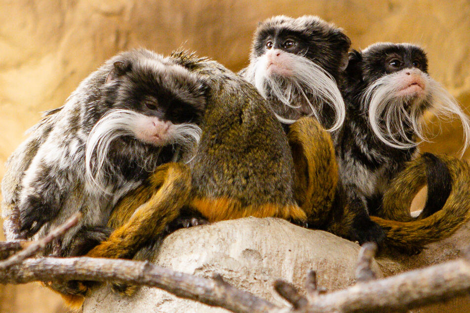 Tierparks vor der Wiederöffnung: Besucheransturm aus Hamburg erwartet